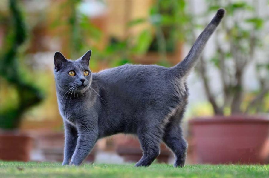 Картезианская кошка