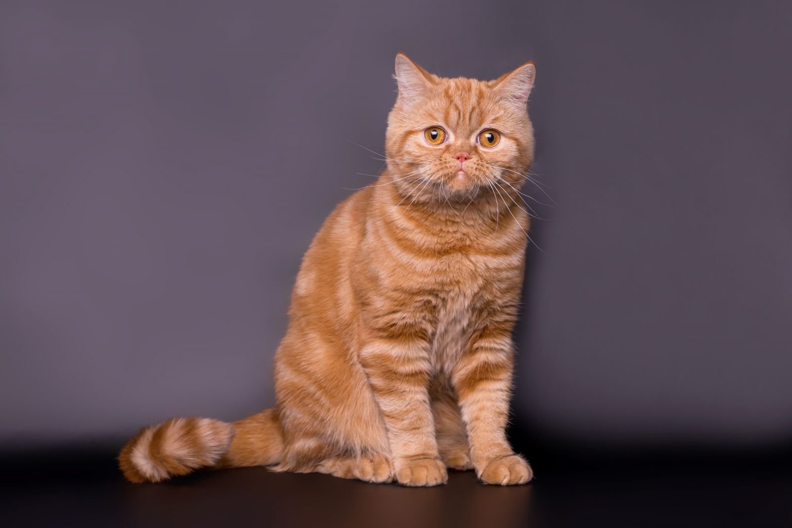 Шотландский кот прямоухий рыжий фото