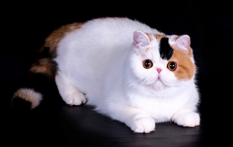 Короткошерстная кошка-экзот