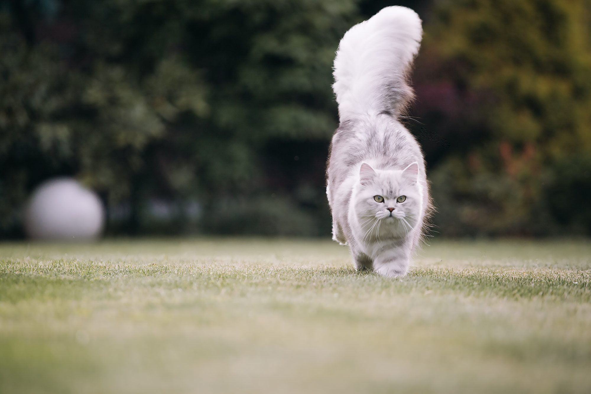 Британская длинношерстная кошка